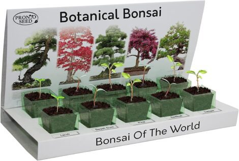 Pronto Seed Bonsai Tree Kit—Indoor Plant with Sustainable Packaging. Perfect Gift for Teachers. Beginner-Friendly.