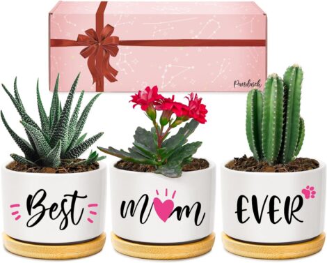 Pandasch Mum Gifts: Succulent Planters for Best Mum Ever, Beautifully Boxed for Any Occasion